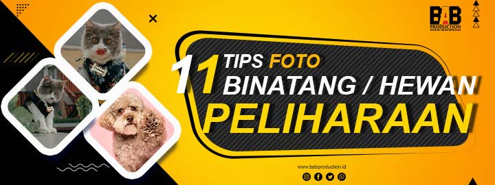 11 Tips Foto Binatang / Hewan
